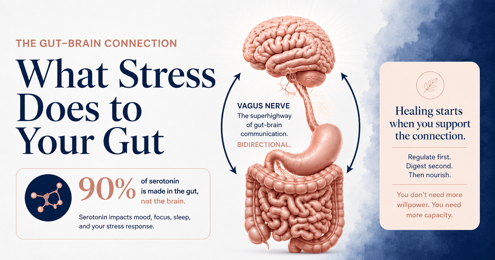 What Stress Does to Your Gut (And Why It Keeps You Anxious)